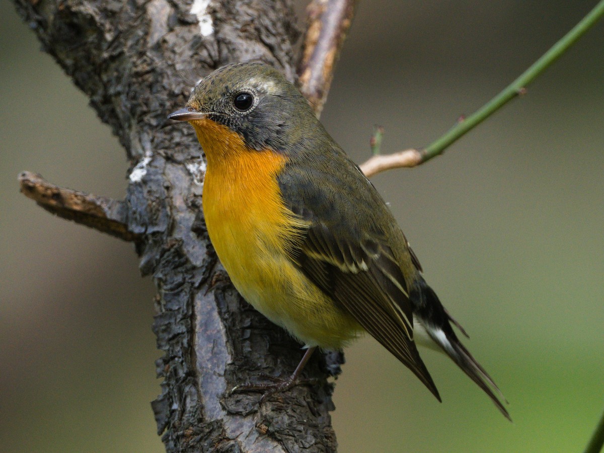 Mugimaki Flycatcher - ML644508652