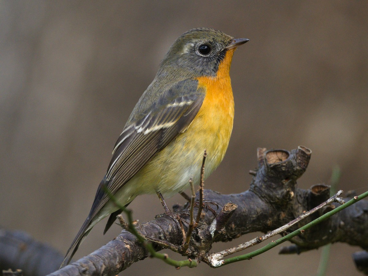 Mugimaki Flycatcher - ML644508653