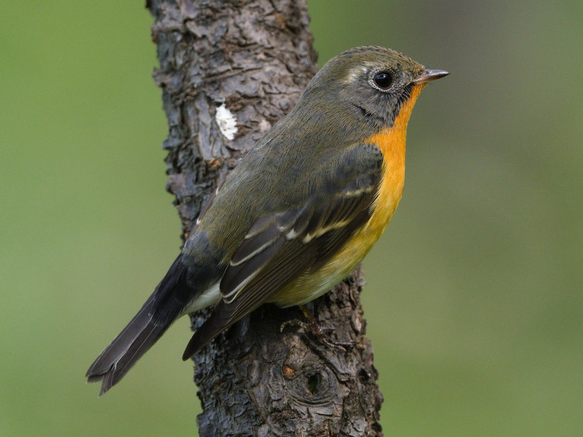 Mugimaki Flycatcher - ML644508654