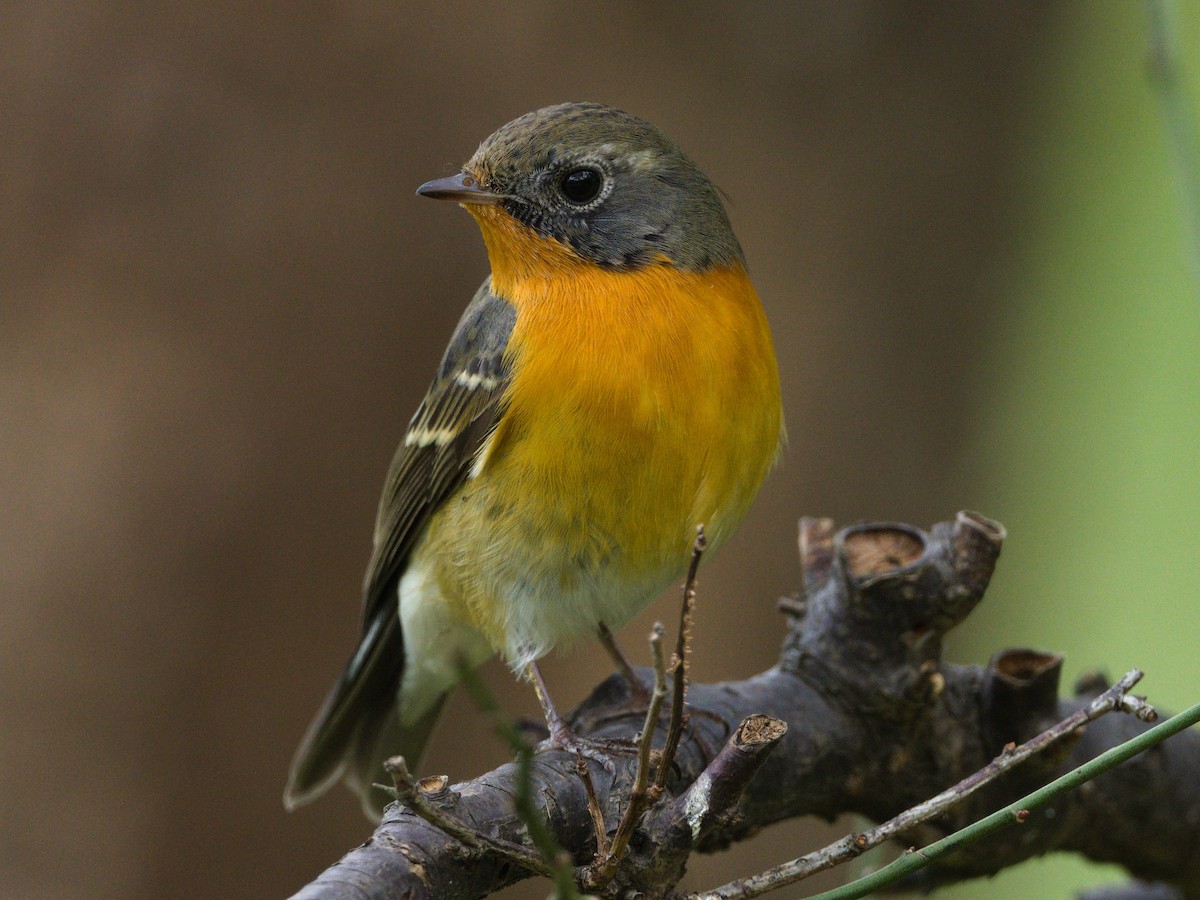 Mugimaki Flycatcher - ML644508655
