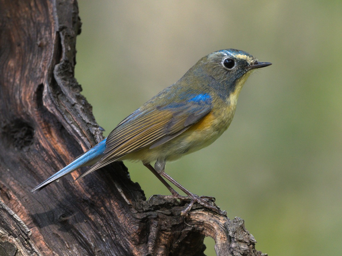 Codazzurro - ML644508659