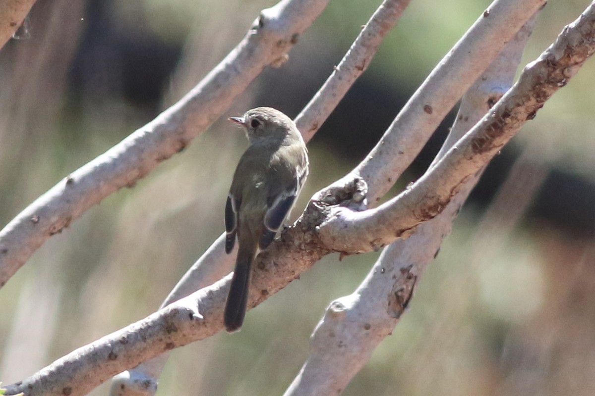 Dusky Flycatcher - ML644508662