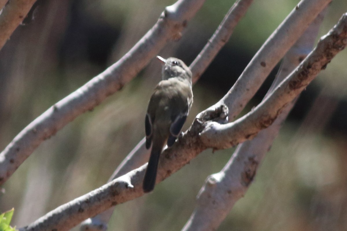 Dusky Flycatcher - ML644508663