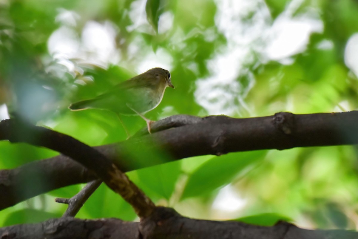 זמיר תכול - ML644508664