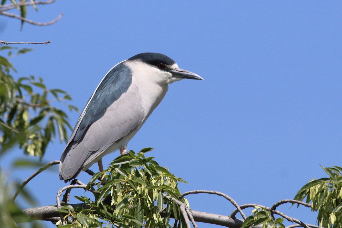 Black-crowned Night Heron - ML644508672