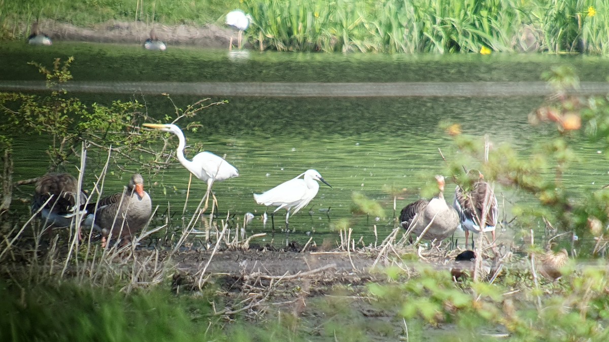 silkehegre - ML644508679