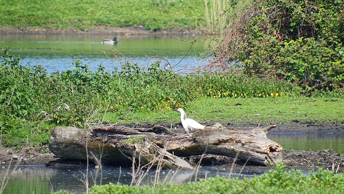 silkehegre - ML644508681