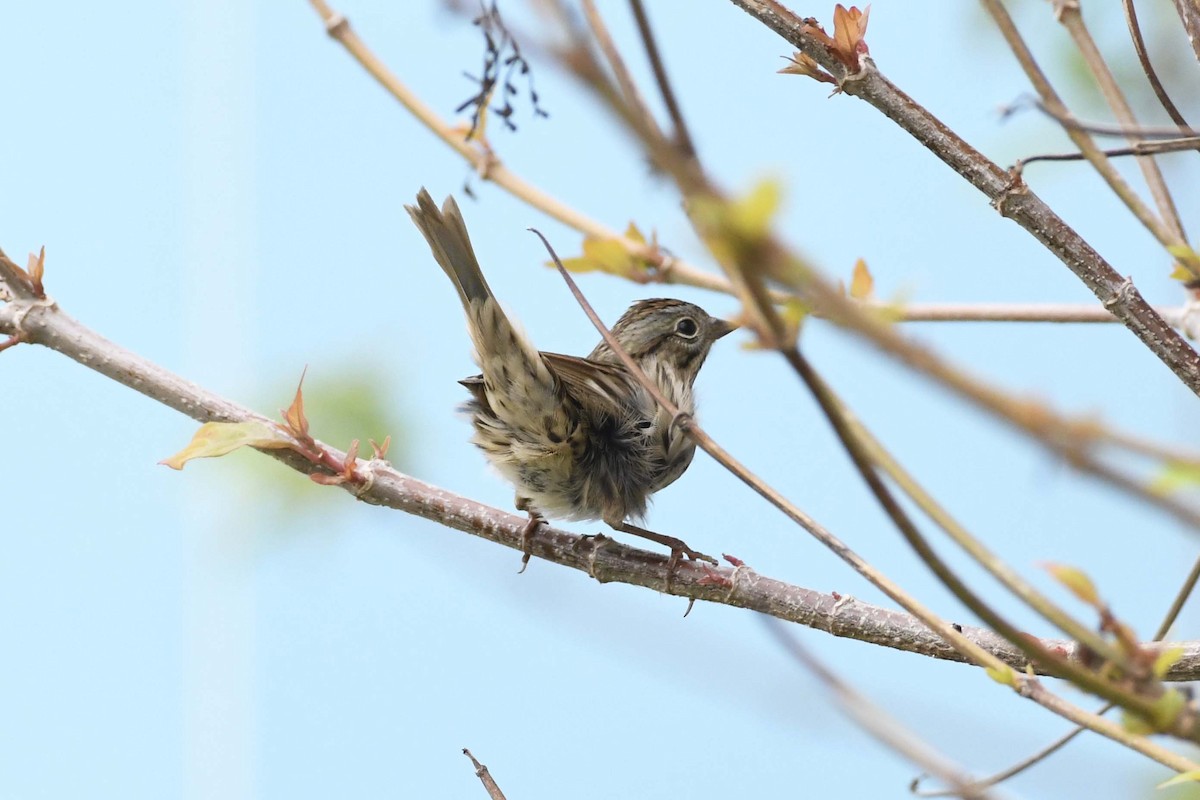 Lincoln's Sparrow - ML644508683