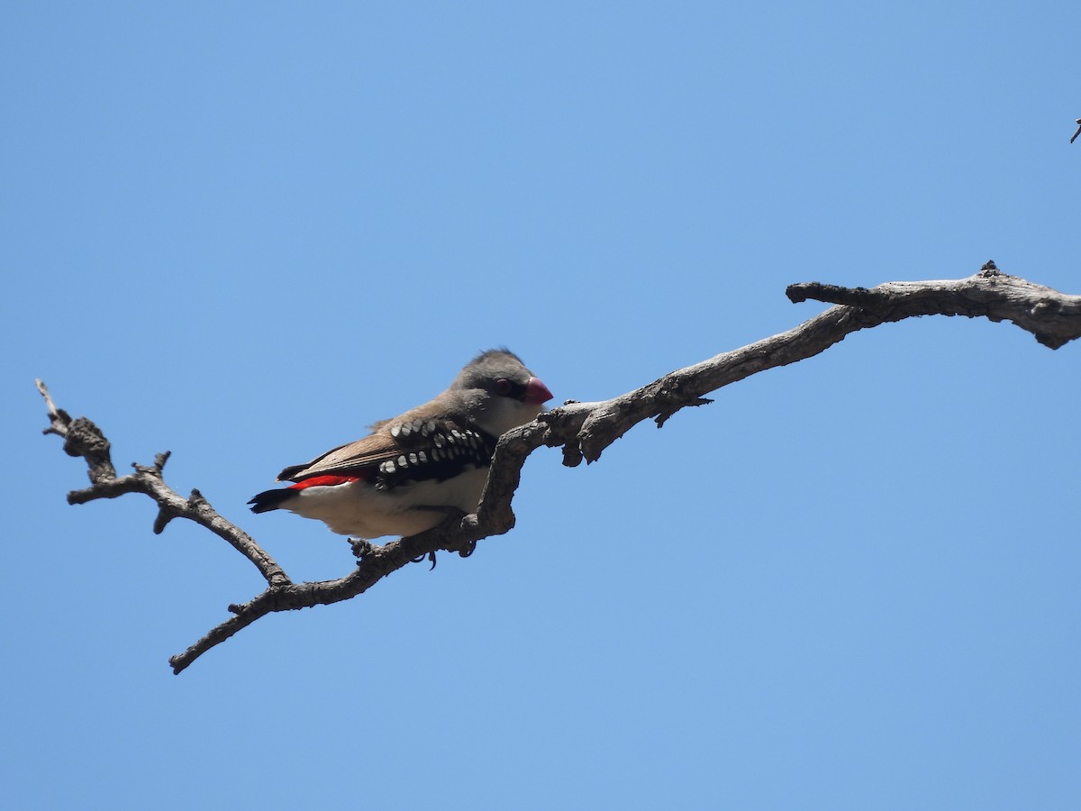 Pallid Cuckoo - ML644508689