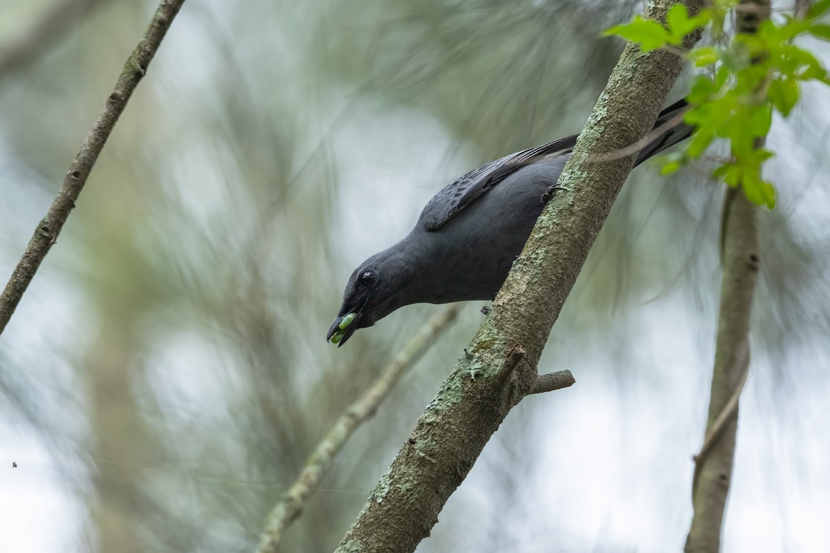 Sahul Cicadabird - ML644508692