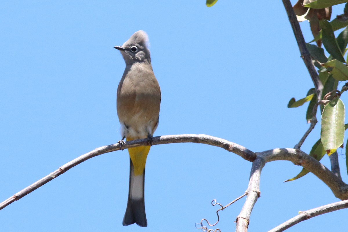 Gray Silky-flycatcher - ML644508697