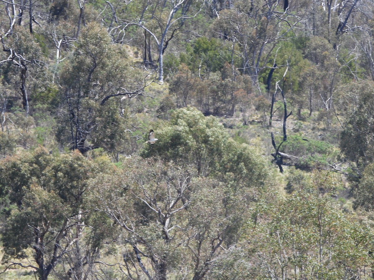 orel bělobřichý - ML644508699