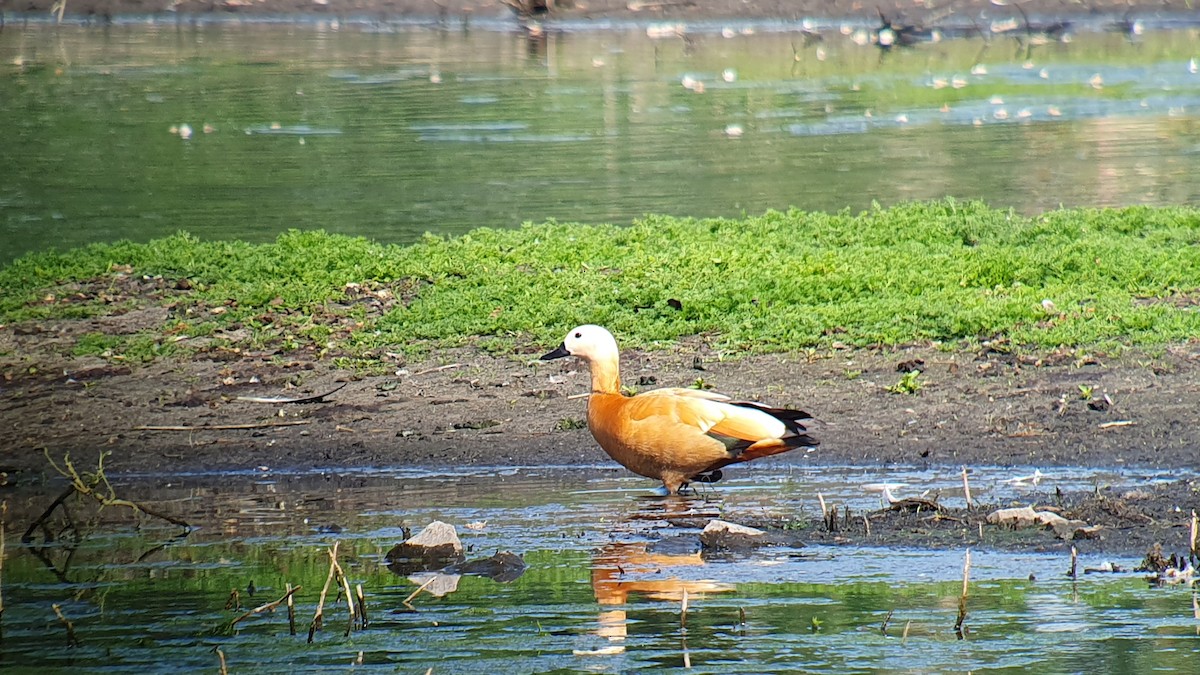 Ruddy Shelduck - ML644508701