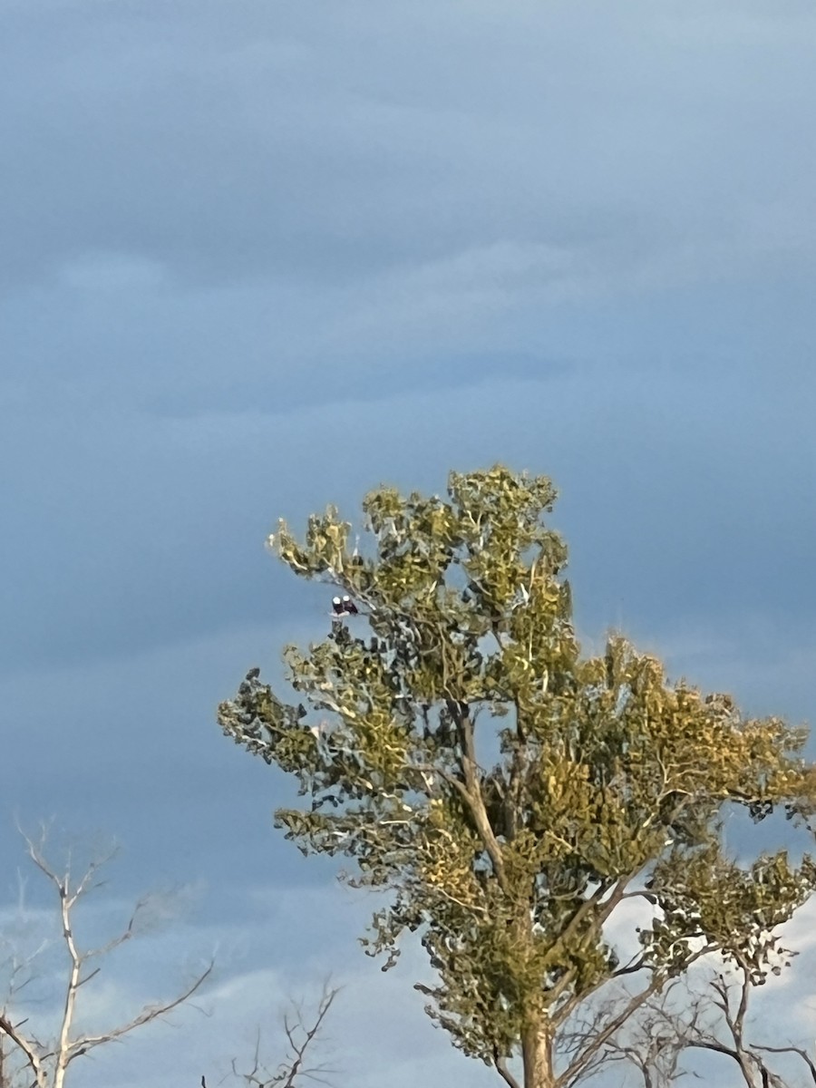 Itsas arrano buruzuria - ML644508708