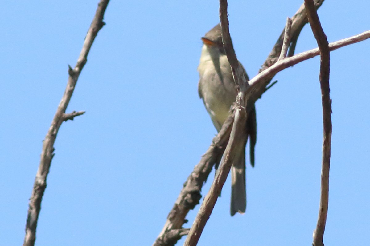 Greater Pewee - ML644508718