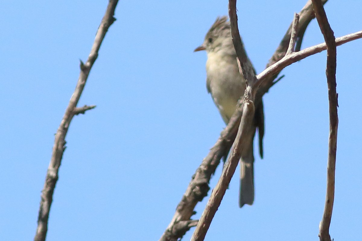Greater Pewee - ML644508719