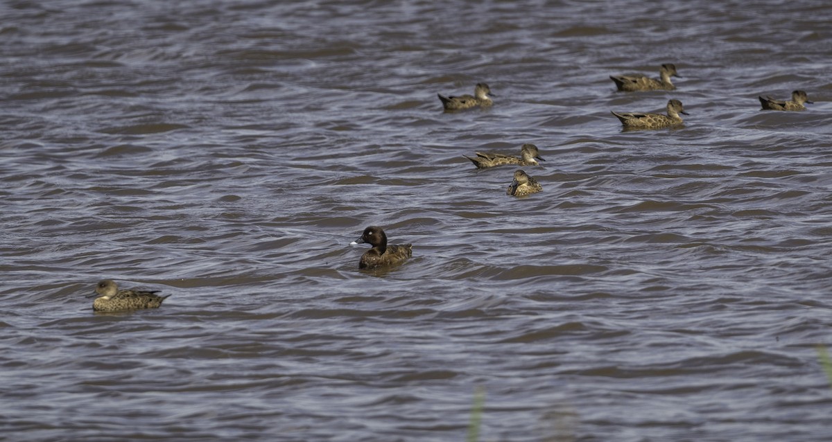 Hardhead - ML644508729