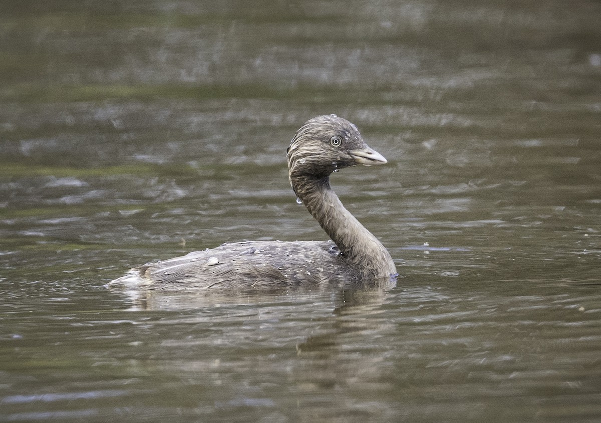 Haarschopftaucher - ML644508742