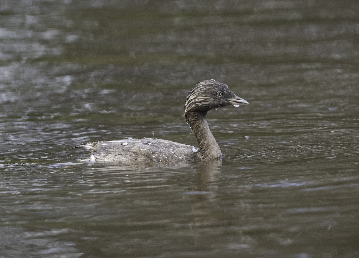 Haarschopftaucher - ML644508743