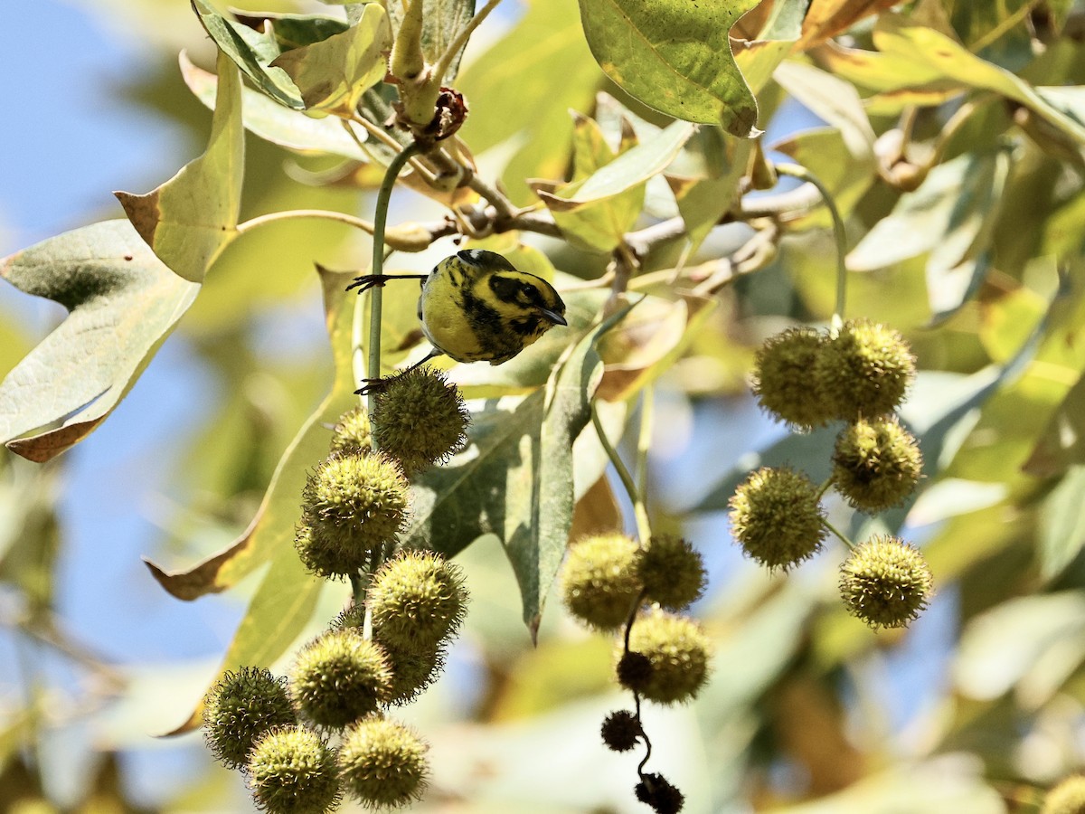 granparula - ML644508747