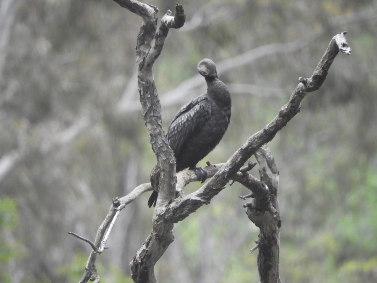 kormorán australský - ML644508750