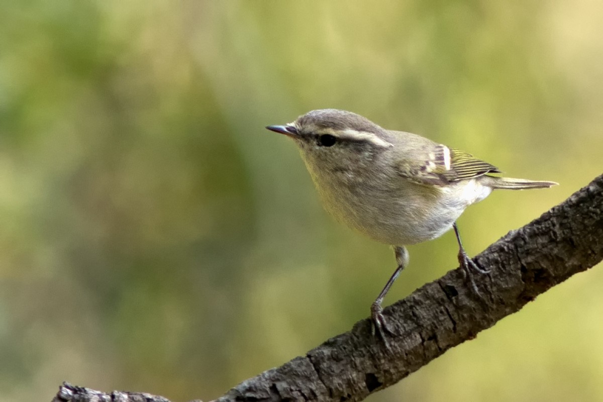 Хүмей дууч шувуу - ML644508751