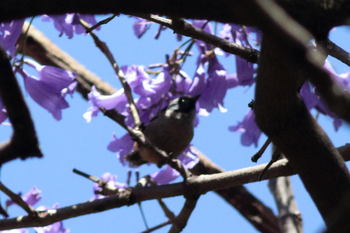 Cinnamon-bellied Flowerpiercer - ML644508752
