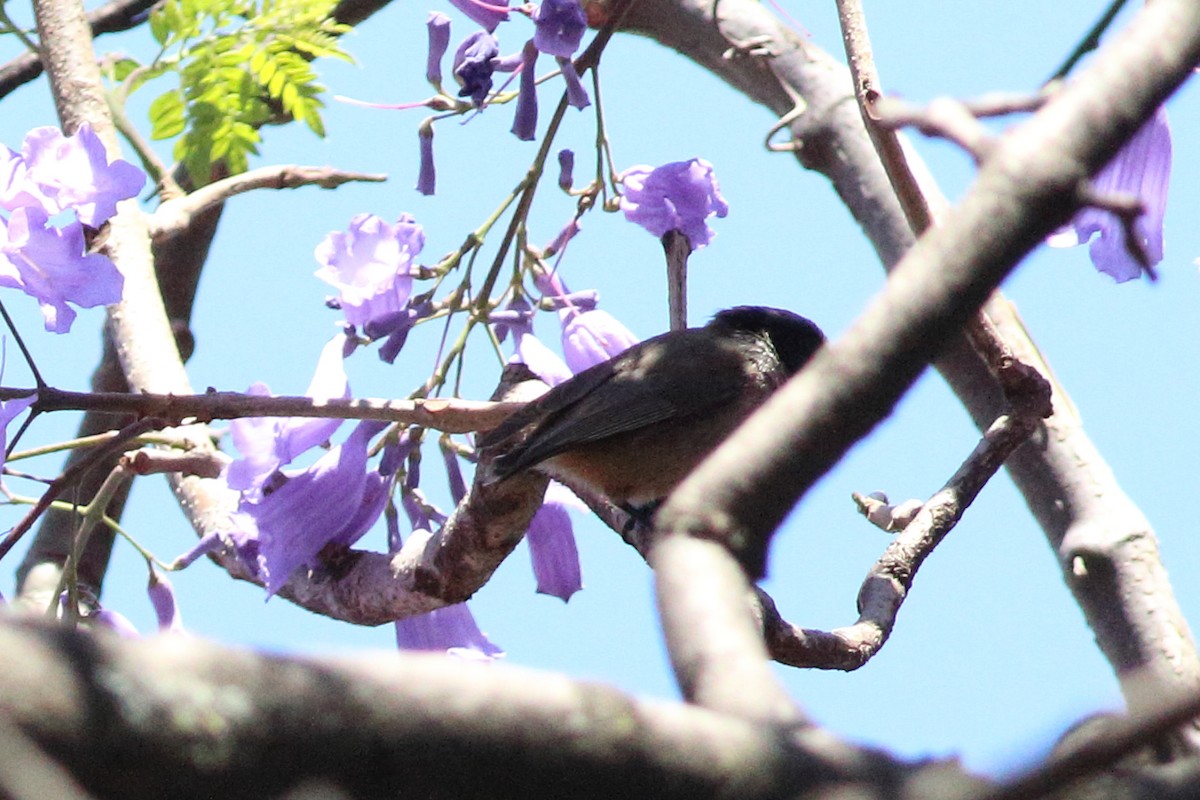 Cinnamon-bellied Flowerpiercer - ML644508753