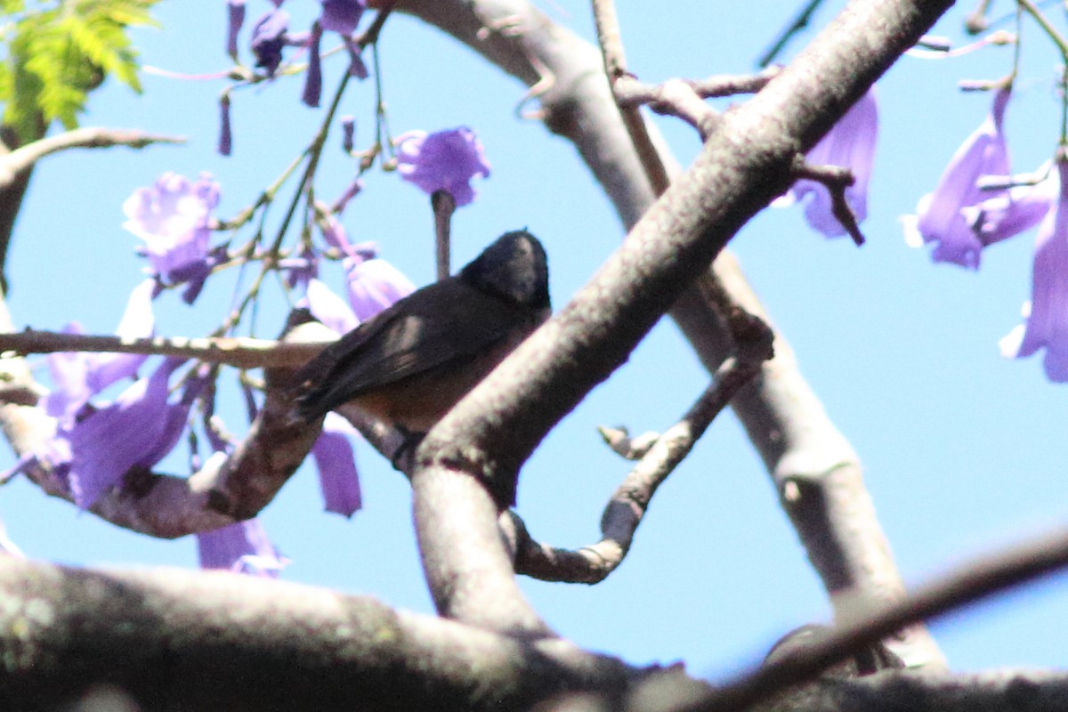 Cinnamon-bellied Flowerpiercer - ML644508754