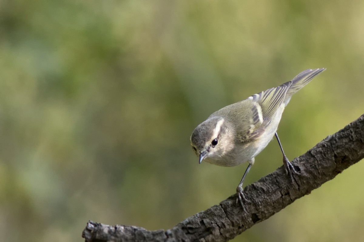 Хүмей дууч шувуу - ML644508755