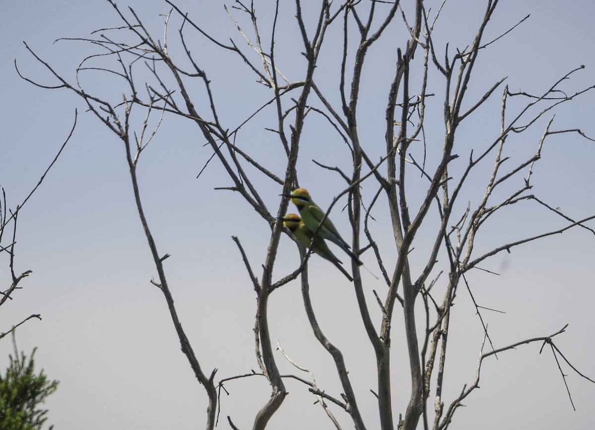 彩虹蜂虎 - ML644508763