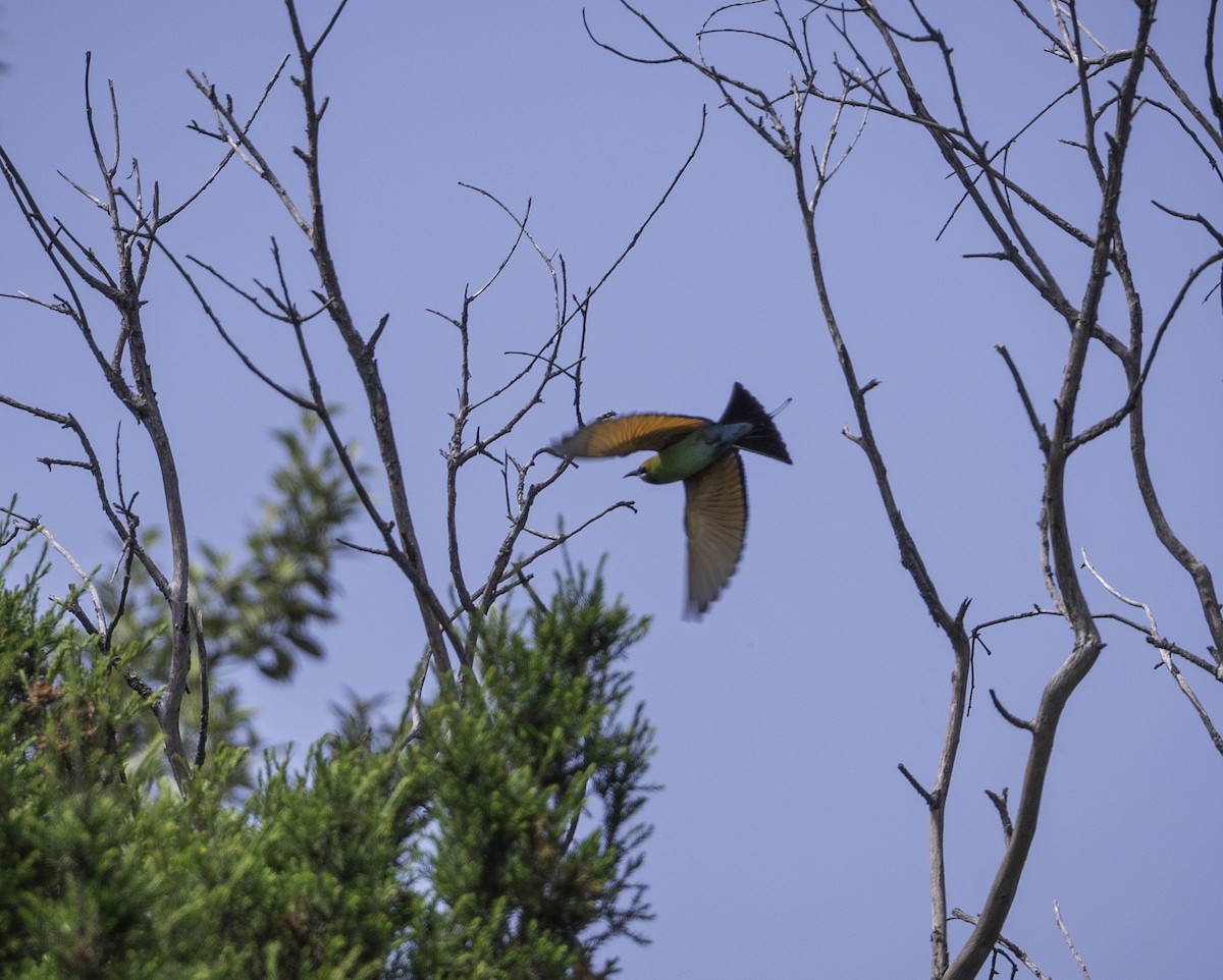 彩虹蜂虎 - ML644508765