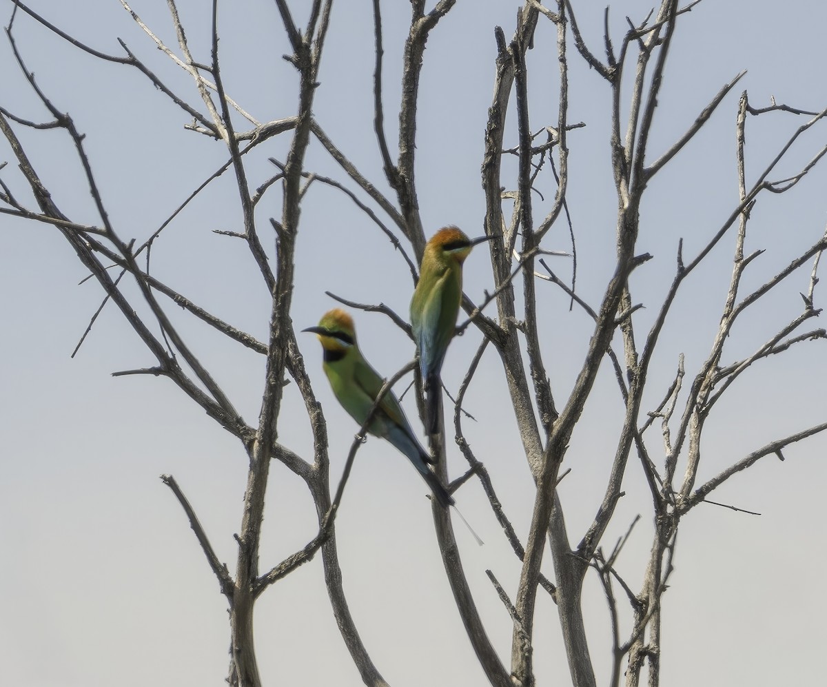 彩虹蜂虎 - ML644508766