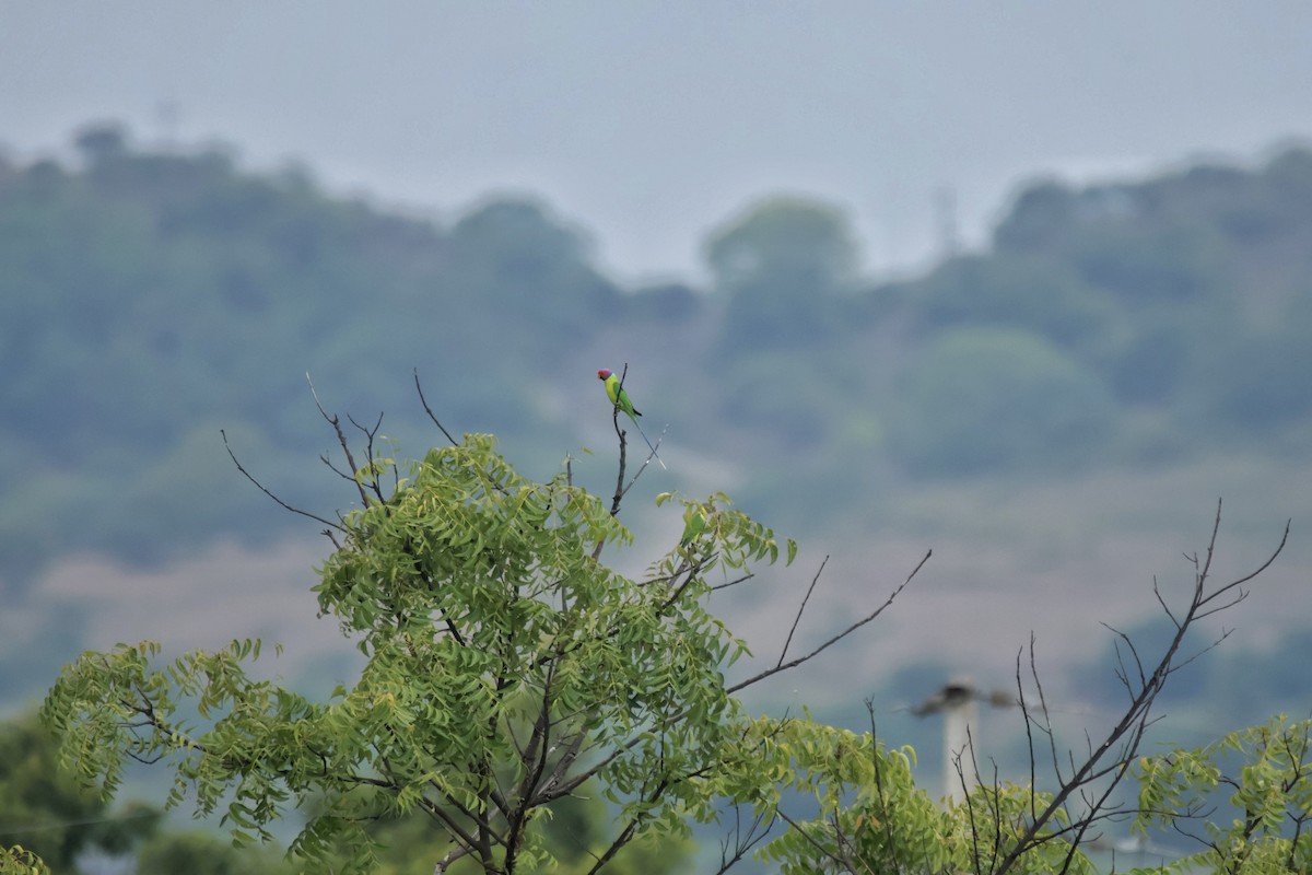 Perruche à tête prune - ML644508779