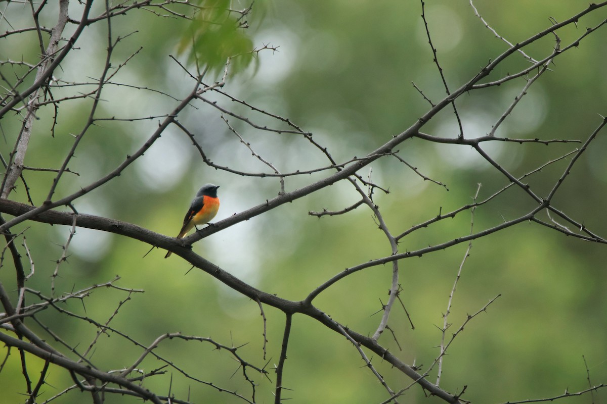 Zwergmennigvogel - ML644508780