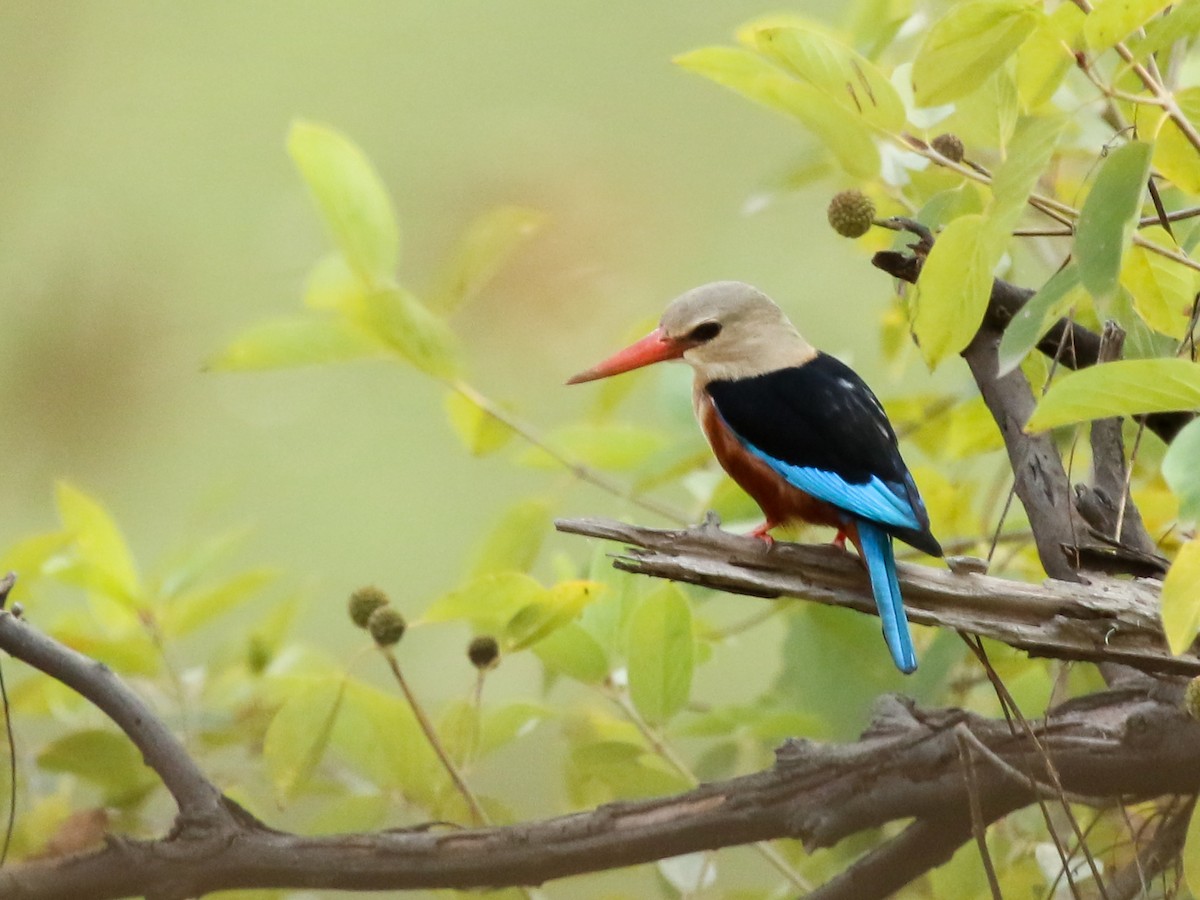 Martin-chasseur à tête grise - ML644508785