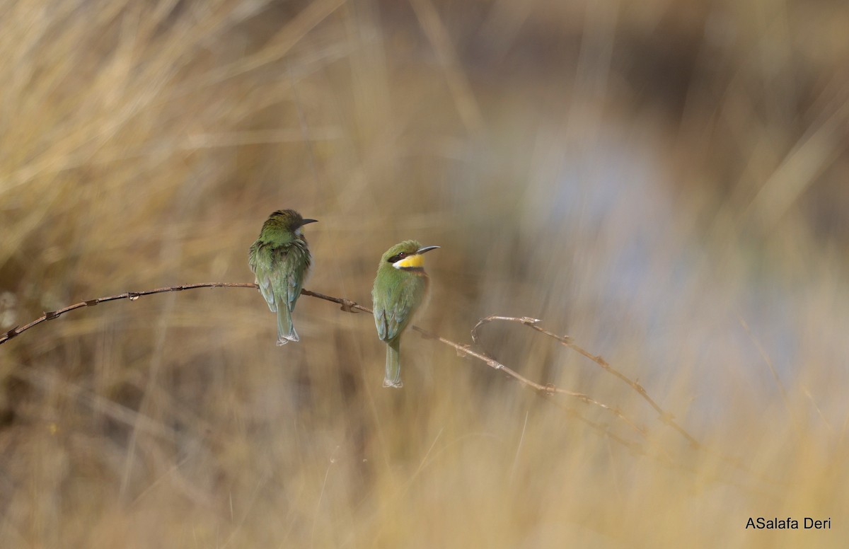 Blue-breasted Bee-eater - ML644508791