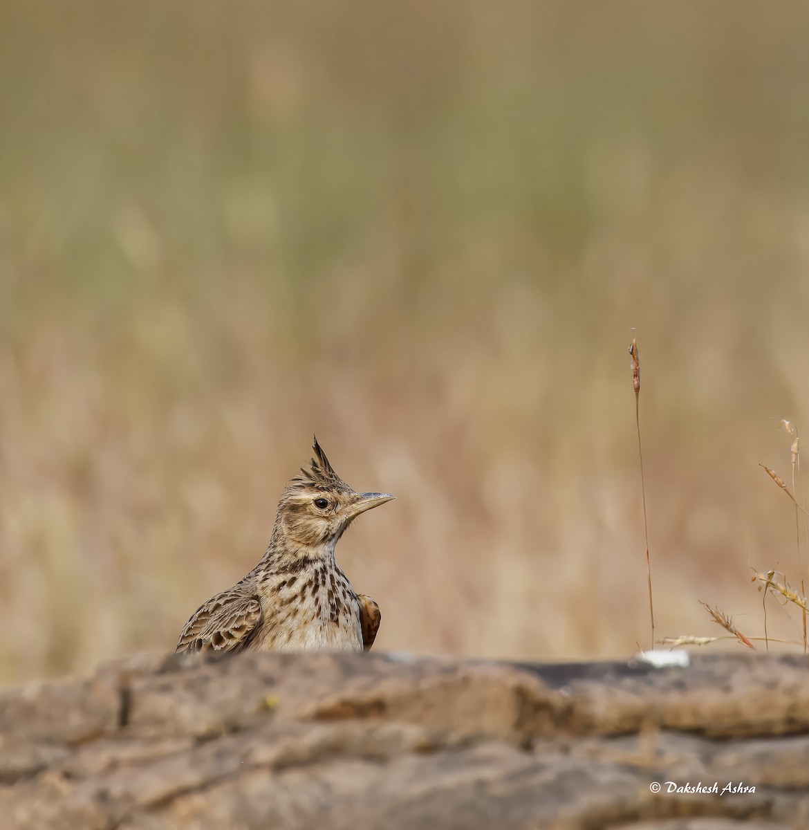 Malabar Lark - ML644508792