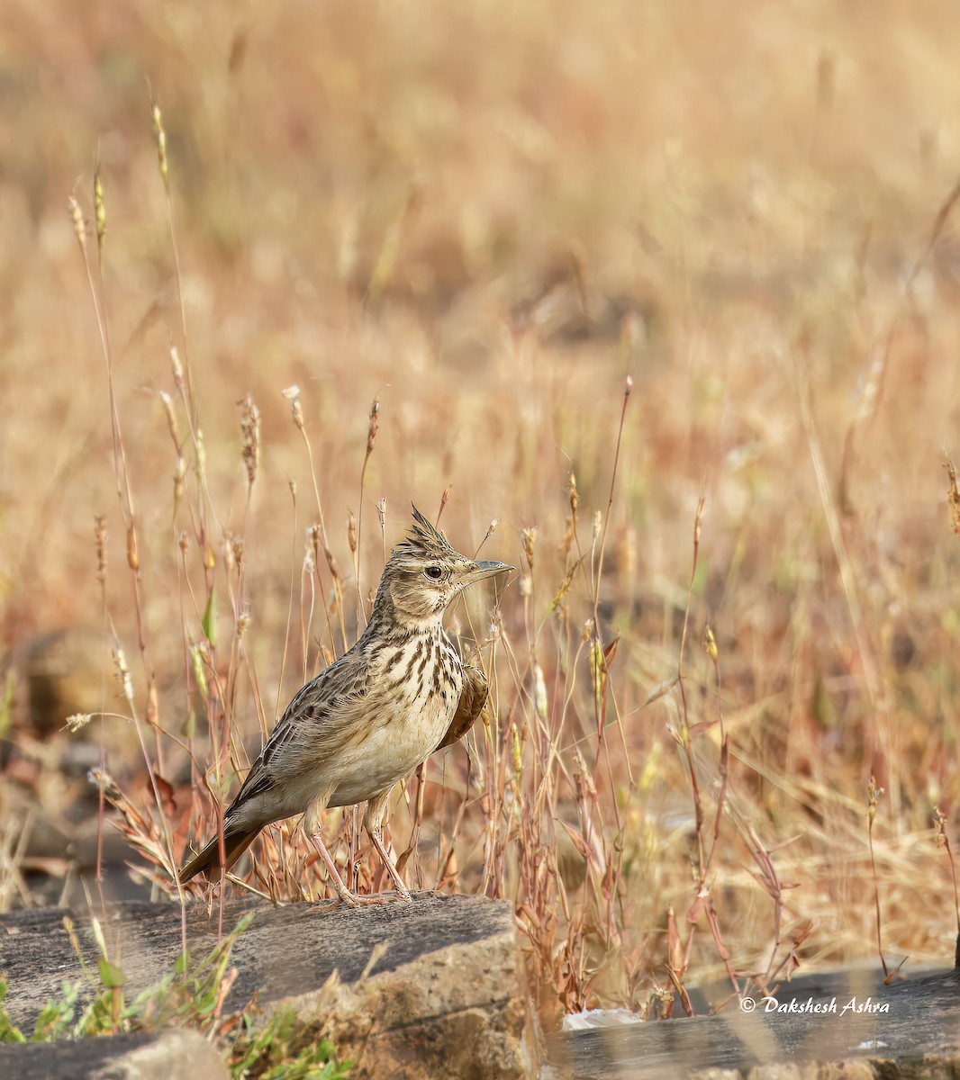 Malabar Lark - ML644508793