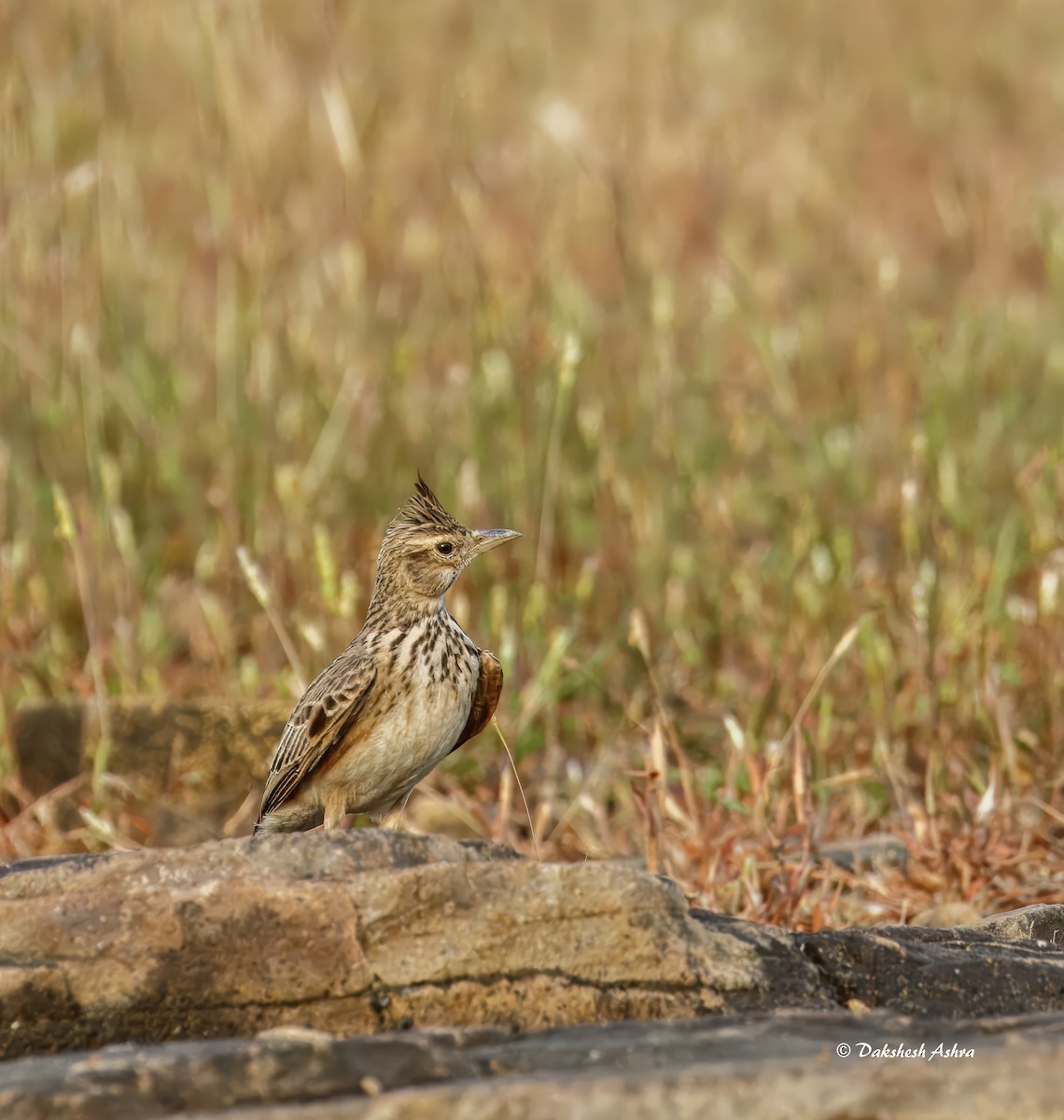 Malabar Lark - ML644508794