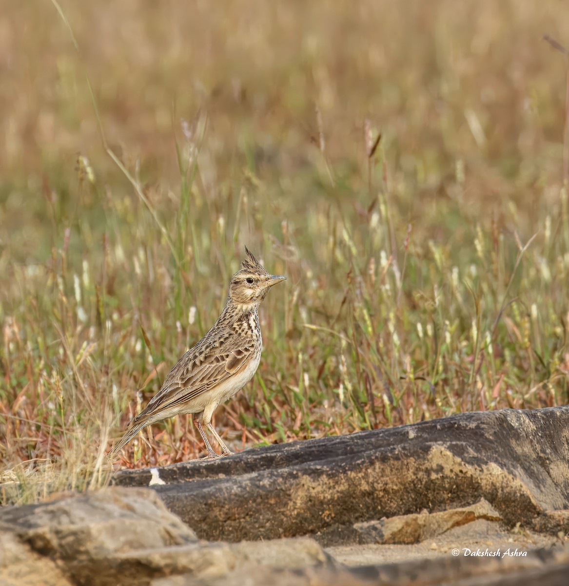 Malabar Lark - ML644508795