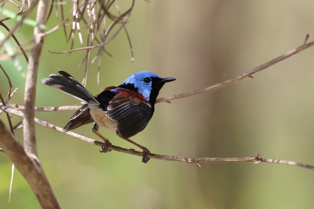 Tatlı Peribülbülü - ML644508799