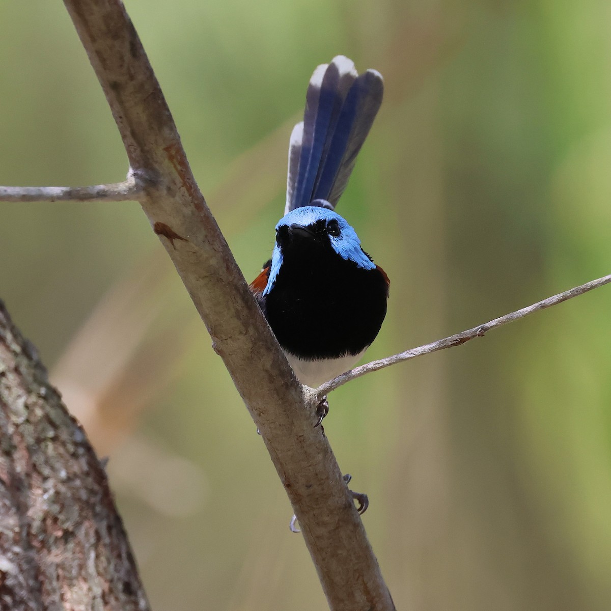 Tatlı Peribülbülü - ML644508800