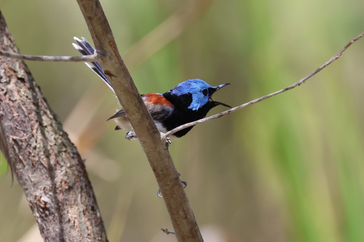 Tatlı Peribülbülü - ML644508801