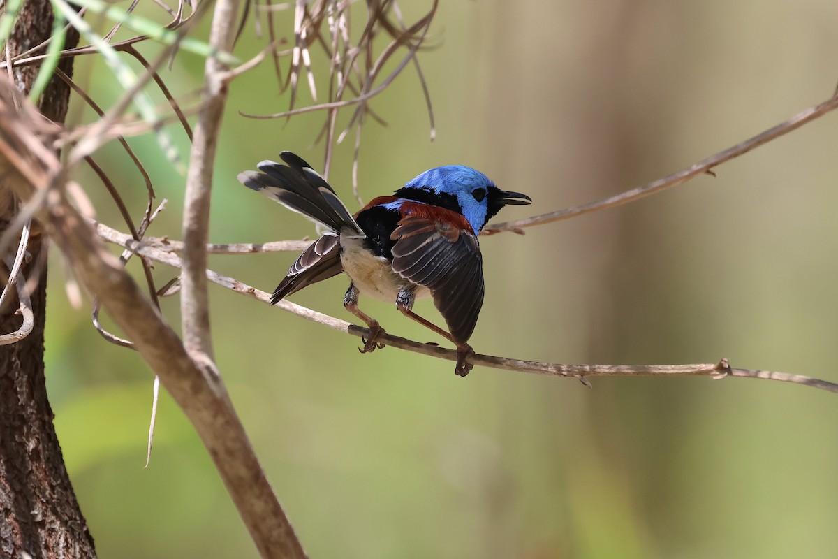 Tatlı Peribülbülü - ML644508802