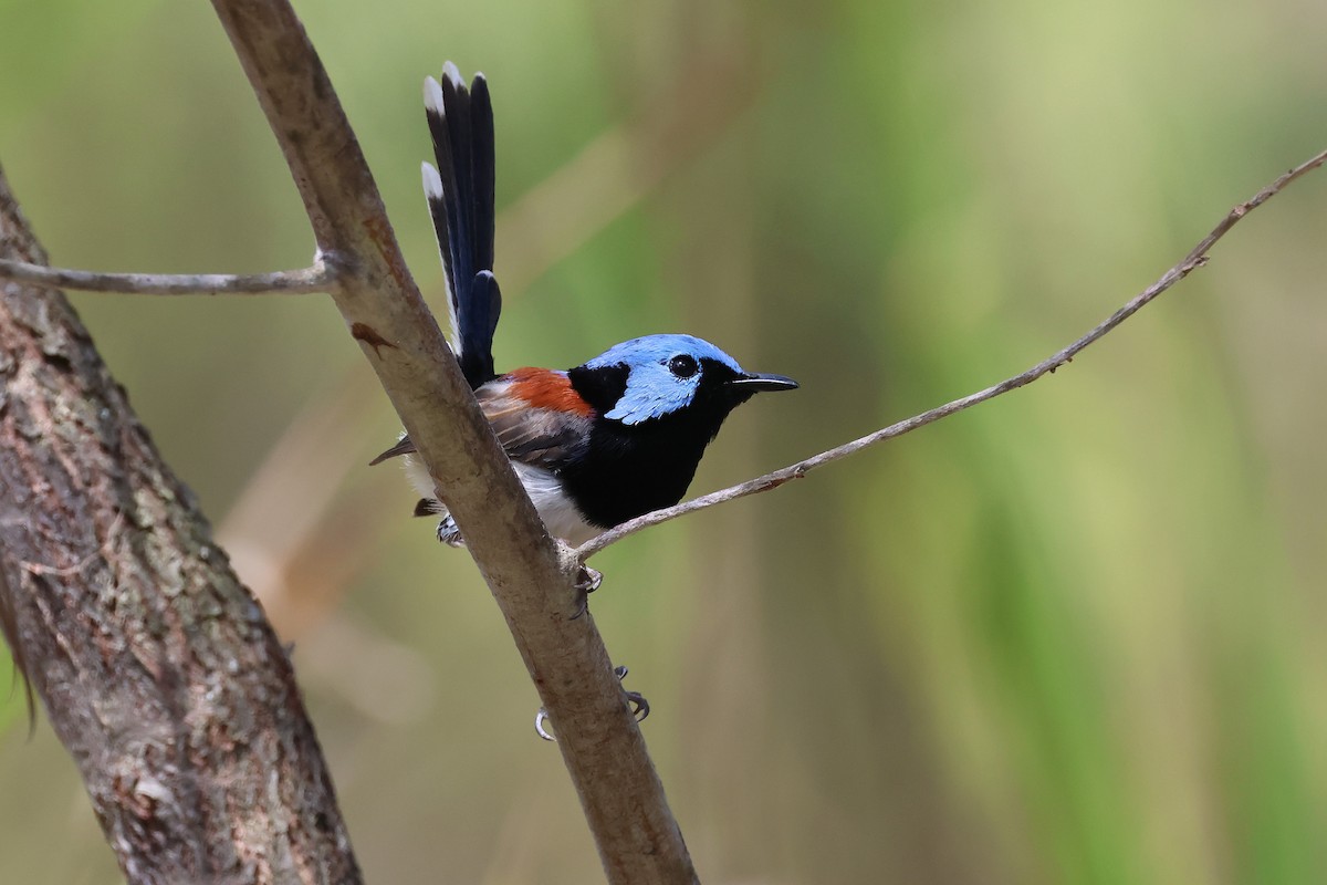 Tatlı Peribülbülü - ML644508803