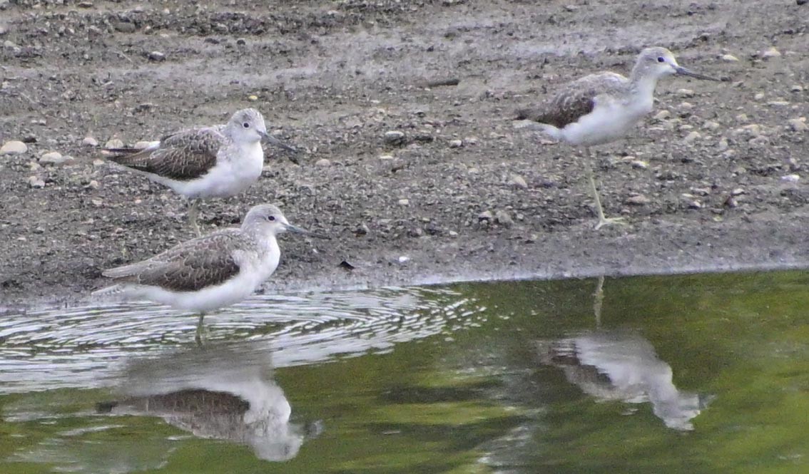 Common Greenshank - ML644508810
