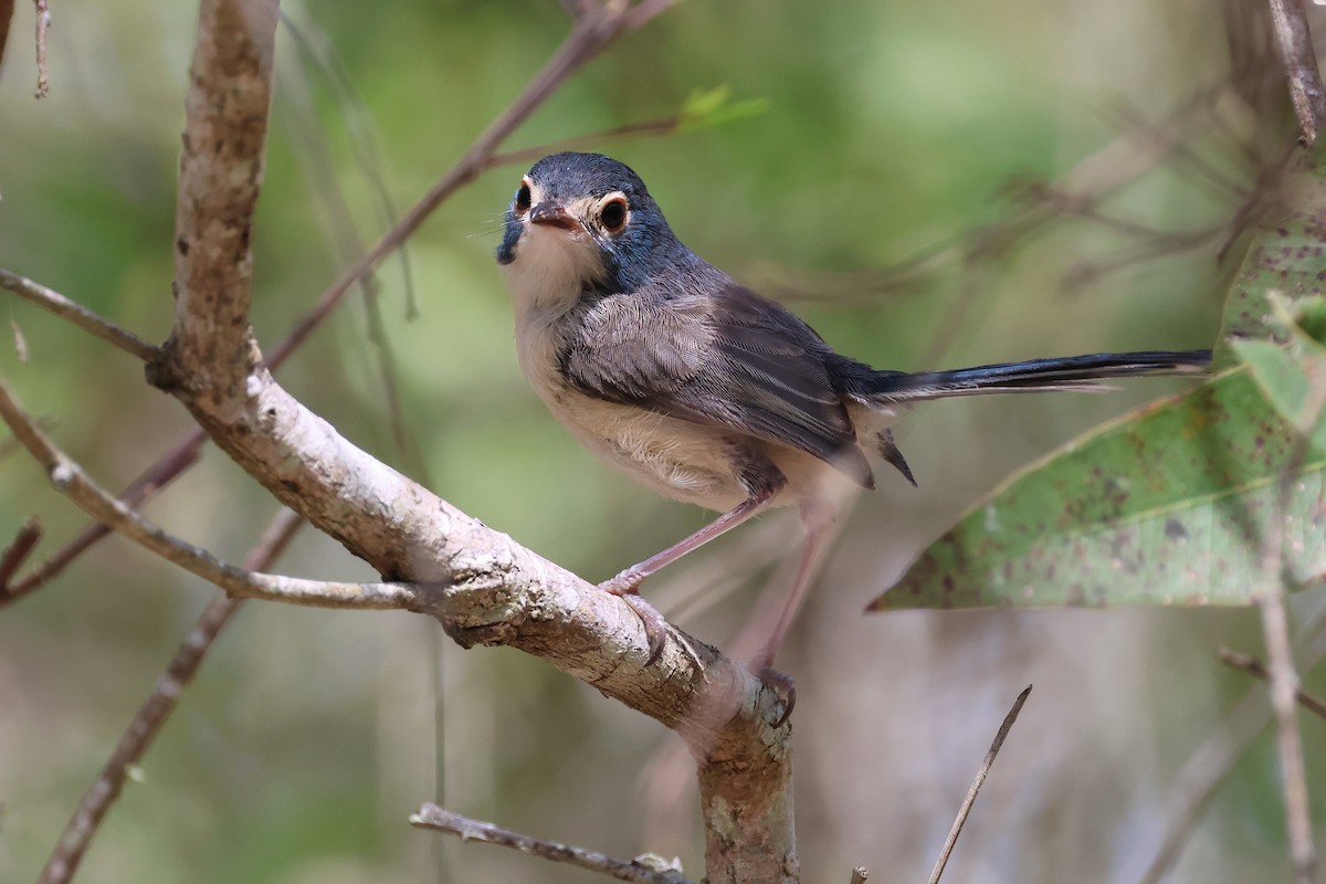 Tatlı Peribülbülü - ML644508819