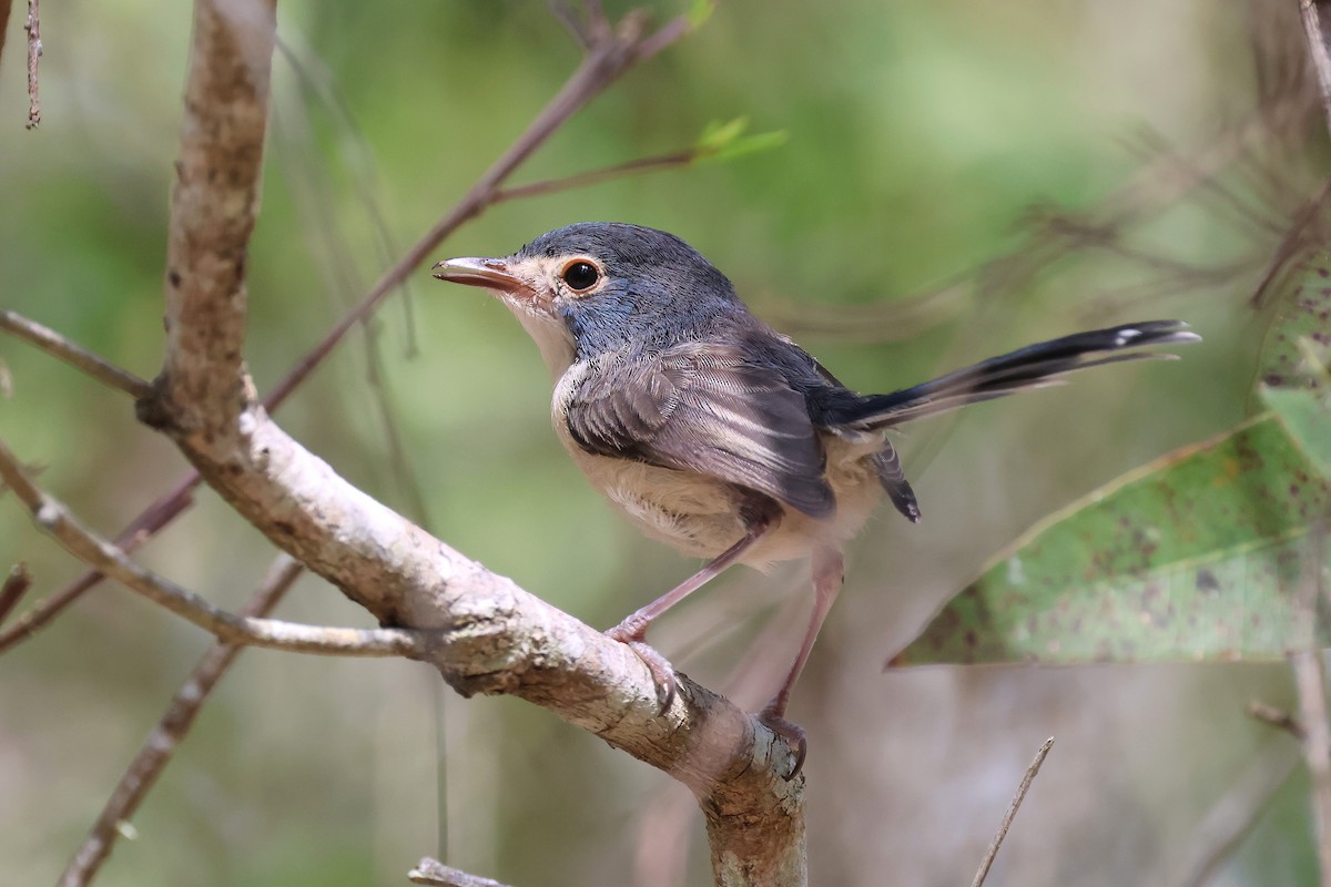 Tatlı Peribülbülü - ML644508820