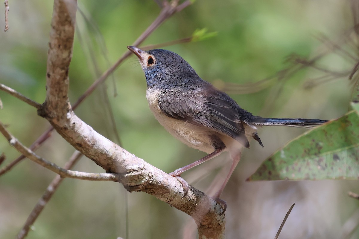 Tatlı Peribülbülü - ML644508821